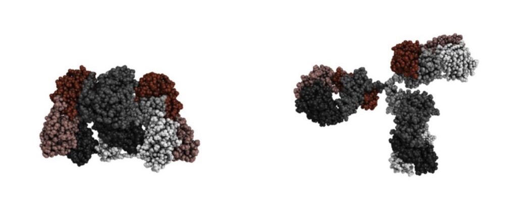 Antibody-structure-3-1024x576